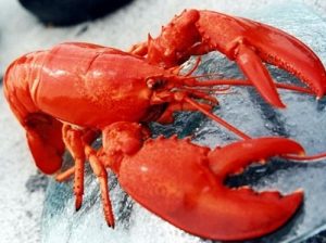 Astice (European lobster)
