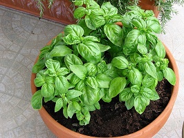 Basil, home cultivation