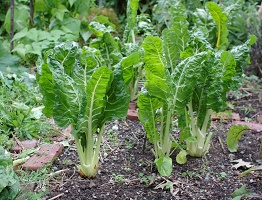 Chard cultivation