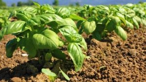 Cultivation of basil
