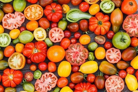 Tomato species