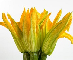 zucchini-flowers