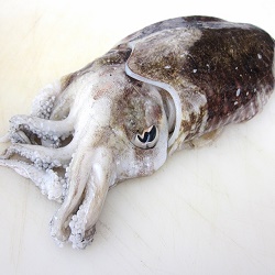 tartare-of-cuttlefish