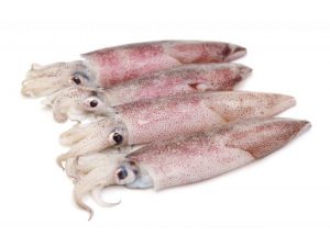 Atlantic squid