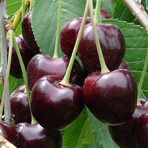Vignola's Durone nera cherries